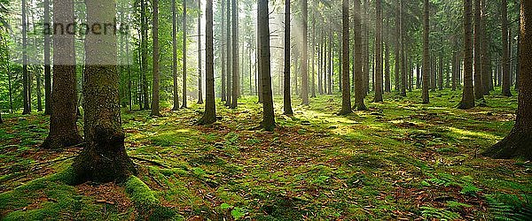 Sonne scheint durch lichten Fichtenwald  Boden bewachsen mit Moos und Farn  Höhenzug Deister  Niedersächsisches Bergland  Niedersachsen  Deutschland  Europa