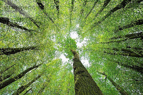 Große Linden (Tilia) und Eichen (Quercus) streben dem Licht entgegen  Blick von unten in die Baumkronen  Mecklenburg-Vorpommern  Deutschland  Europa