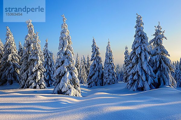 Schneebedeckte Winterlandschaft  schneebedeckte Fichten  Nationalpark Harz  Sachsen-Anhalt  Deutschland  Europa