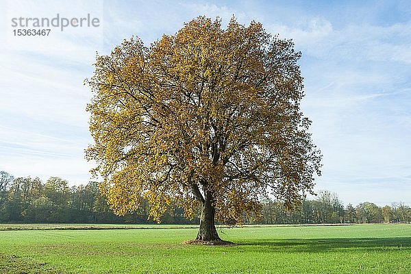 Stieleiche (Quercus robur)  herbstlich verfärbter Solitärbaum  Thüringen  Deutschland  Europa