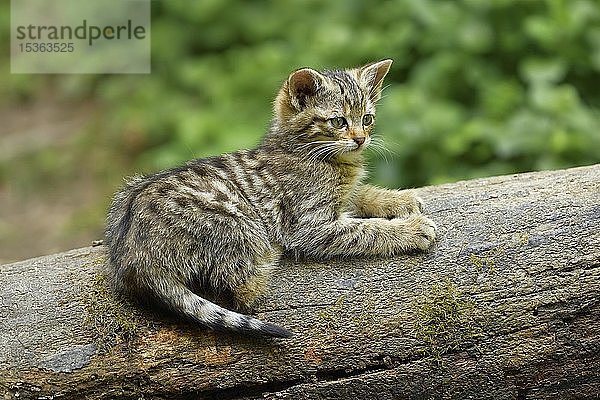 Europäische Wildkatze (Felis silvestris silvestris)  Jungtier liegt auf Baumstamm  in Gefangenschaft  Schweiz  Europa