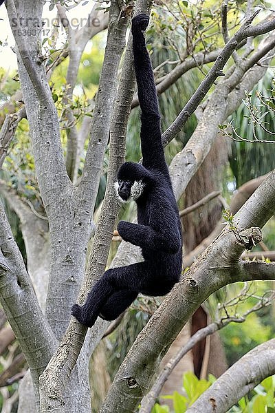 Nördlicher Weißwangengibbon (Nomascus leucogenys)  adult  Männchen hängt im Baum  in Gefangenschaft  Adelaide  Südaustralien  Australien  Ozeanien