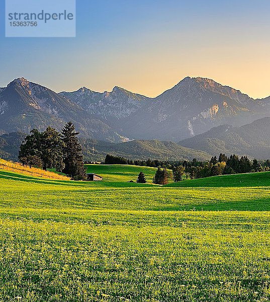 Berglandschaft  grüne Wiesen und Berge im Abendlicht  hinter den Alpen  bei Rieden am Forggensee  Allgäu  Bayern  Deutschland  Europa