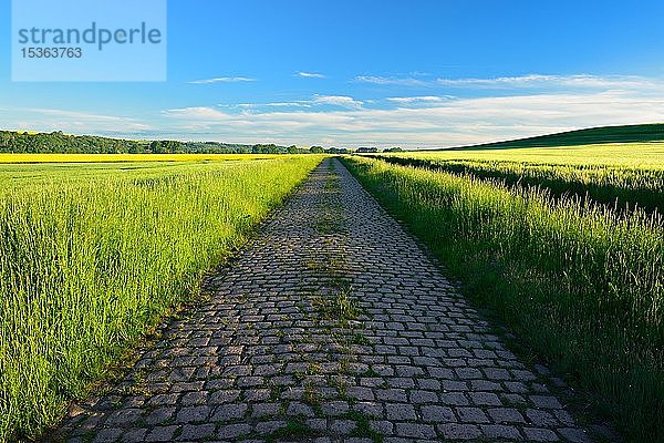 Straße mit altem Kopfsteinpflaster durch Felder unter blauem Himmel im Frühling  Saalekreis  Sachsen-Anhalt  Deutschland  Europa
