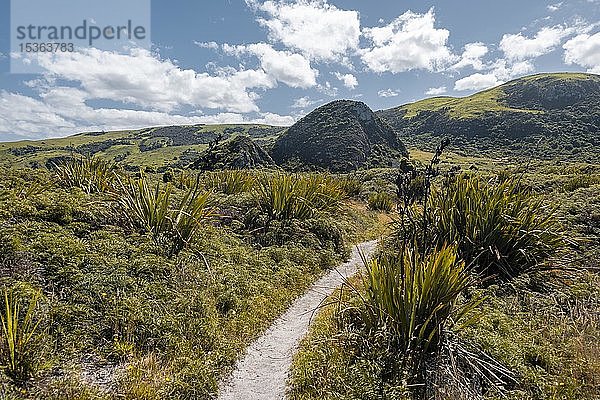 Wanderweg durch sanfte Hügel zur Wickliffe Bay  Otago Peninsula  Dunedin  Neuseeland  Ozeanien