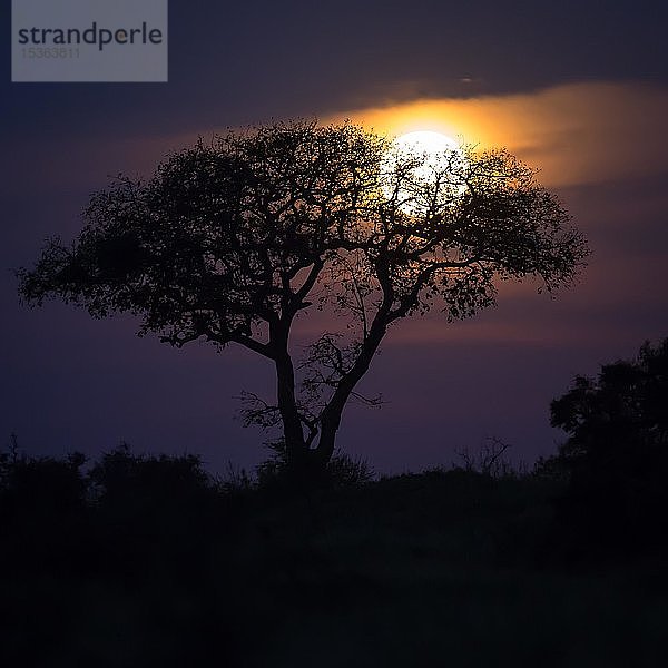 Schirmdorn-Akazie (Umbrella Acacia tortilis) bei Vollmond  Manyeleti Nature Reserve  Südafrika  Afrika
