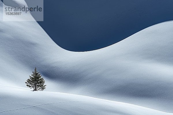 Kleine Fichte (Picea) auf Schneeoberfläche mit Licht und Schatten  Berwang  Lechtal  Tirol  Österreich  Europa