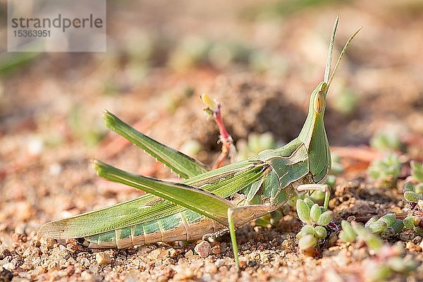 Grashüpfer (Orthoptera)  Manyeleti Wildreservat  Südafrika  Afrika