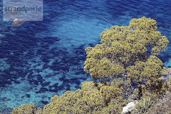 Aleppo-Kiefer (Pinus halepensis) wächst auf einem Felsen vor türkisfarbenem Meer  in der Nähe von Sant Elm  Mallorca  Balearen  Spanien  Europa
