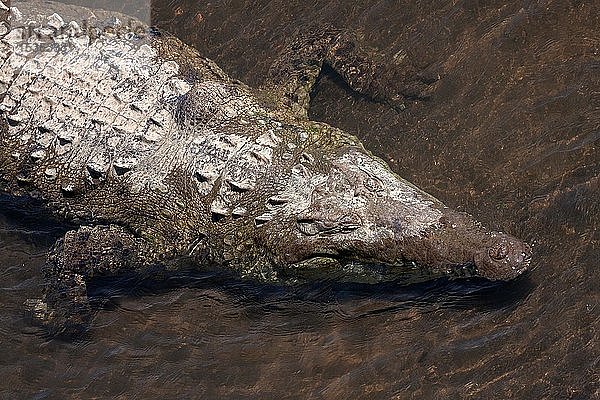 Amerikanisches Krokodil (Crocodylus acutus) ruht im Wasser  Rio Tarcoles  Carara-Nationalpark  Provinz Puntarenas  Costa Rica  Mittelamerika