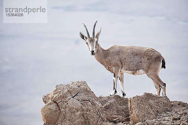 Nubischer Steinbock (Capra nubiana) steht auf einem Felsen  En Ghedi  Westjordanland  Israel  Asien