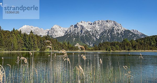 Westliche Karwendelspitze  Luttensee mit Schilf  Karwendelgebirge  Mittenwald  Oberbayern  Bayern  Deutschland  Europa