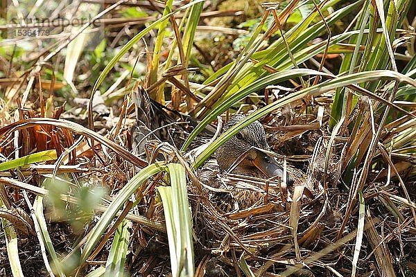 Stockente (Anas platyrhynchos) brütet auf dem Nest  ist perfekt getarnt  Allgäu  Bayern  Deutschland  Europa