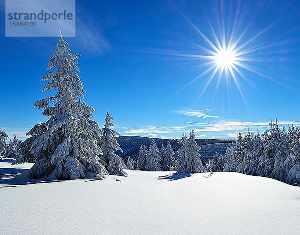 Verschneite Winterlandschaft  schneebedeckte Fichten in der Morgensonne  Fichtelberg bei Oberwiesenthal  Erzgebirge  Sachsen  Deutschland  Europa