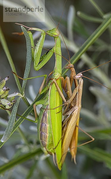 Europäische Gottesanbeterin (Mantis religiosa)  Paarung  zwei Männchen klammern sich an ein Weibchen  Österreich  Europa