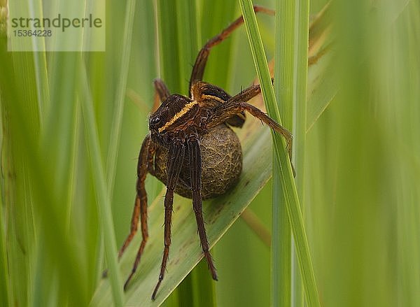 Floßspinne (Dolomedes fimbriatus) mit Eikokon im Gras  Bayern  Deutschland  Europa