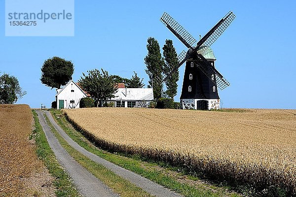 Alte Windmühle in Hagestad  Gemeinde Ystad  Schonen  Schweden  Europa
