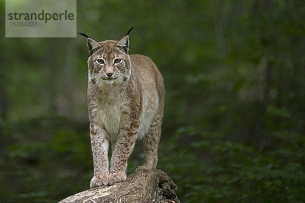 Eurasischer Luchs (Lynx lynx)  Saarland  Deutschland  Europa