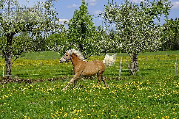 Pferd  Haflinger läuft auf einer blühenden Weide  Bad Heilbrunn  Oberbayern  Bayern  Deutschland  Europa