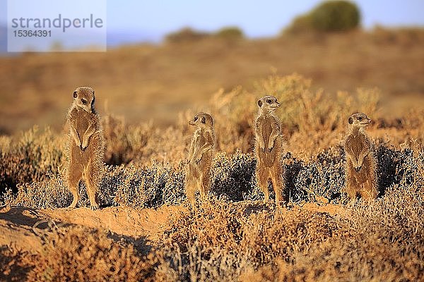 Erdmännchen (Suricata suricatta)  erwachsen  Tierfamilie steht aufmerksam vor Tierbau  aufrecht stehend  wachsam  Oudtshoorn  Westkap  Südafrika  Afrika