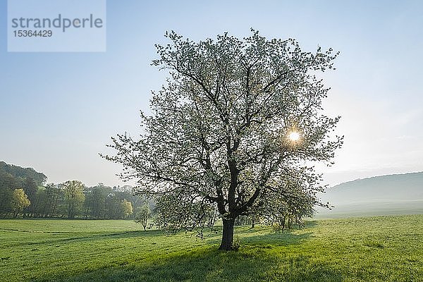 Solitärbaum  Wildkirsche (Prunus avium)  Blüte  Morgensonne  Gegenlicht  Thüringen  Deutschland  Europa