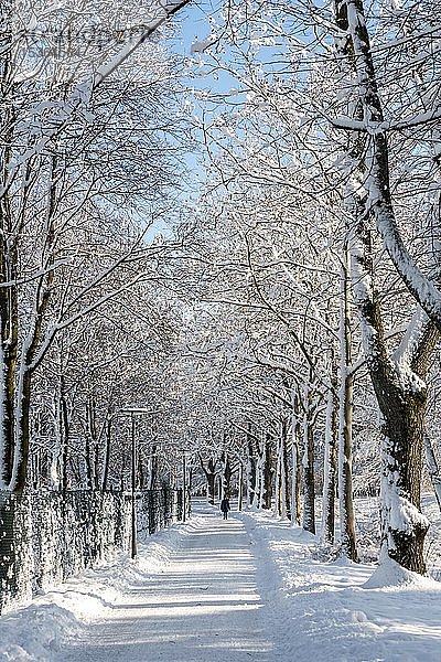 Fußgänger  Spaziergang  Weg in einem Park durch verschneite Bäume  Harlaching  München  Bayern  Deutschland  Europa