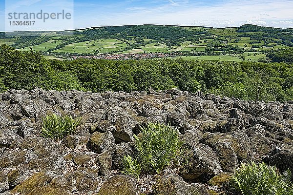 Blick vom Schafstein  im Hintergrund der Ehrenberg  Biosphärenreservat Rhön  Hessen  Deutschland  Europa