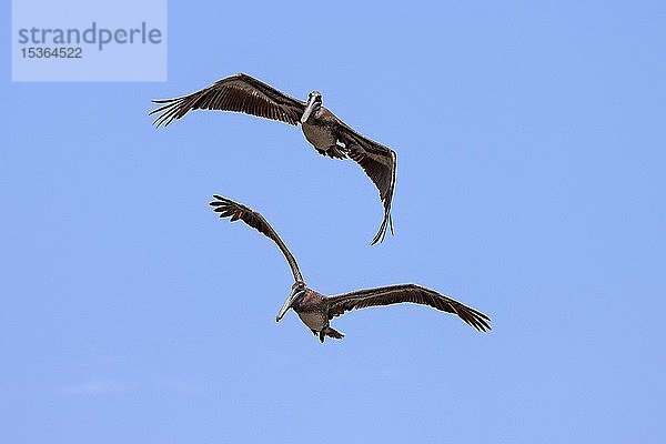 Zwei Braunpelikane (Pelecanus occidentalis) im Flug  Playa Samara  Samara  Nicoya-Halbinsel  Provinz Guanacaste  Costa Rica  Mittelamerika