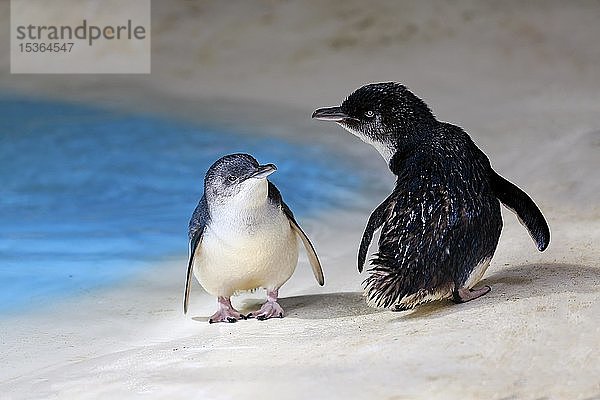 Kleine Pinguine (Eudyptula minor)  am Strand  Kangaroo Island  Südaustralien  Australien  Ozeanien