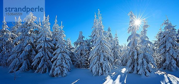 Panorama  tief verschneite Winterlandschaft am Fichtelberg  strahlende Sonne  schneebedeckte Fichten  bei Oberwiesenthal  Erzgebirge  Sachsen  Deutschland  Europa