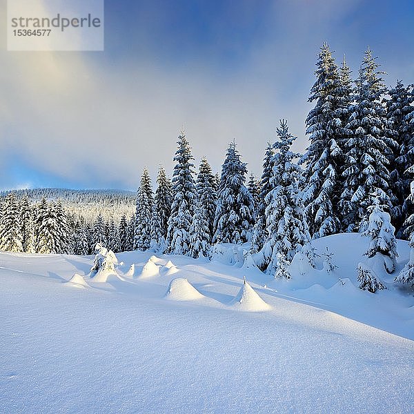 Verschneite Winterlandschaft  schneebedeckte Fichten (Picea abies)  bewölkter Himmel  Nationalpark Harz  Sachsen-Anhalt  Deutschland  Europa