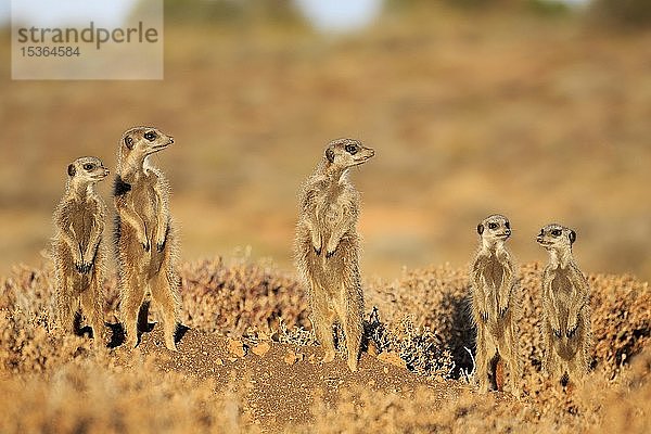 Erdmännchen (Suricata suricatta)  erwachsen  Tierfamilie steht aufmerksam vor Tierbau  aufrecht stehend  wachsam  Oudtshoorn  Westkap  Südafrika  Afrika