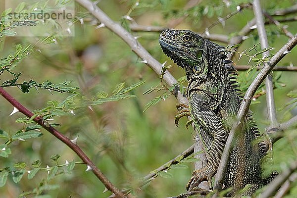 Grüner Leguan (Iguana iguana) in einem Baum  Bezirk Belize  Belize  Mittelamerika