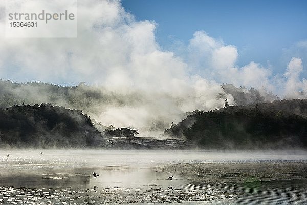 Nebel und Dampf von heißen Quellen am Ohakuri-See  Orakei Korako Geothermal Park  Geothermisches Gebiet  Hidden Valley  Taupo Volcanic Zone  Nordinsel  Neuseeland  Ozeanien