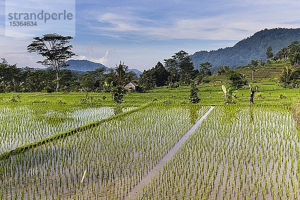 Reisterrassen bei Sidemen  Bali  Indonesien  Asien