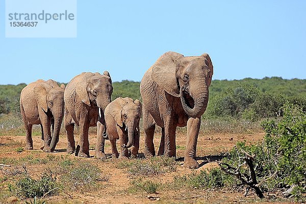 Afrikanische Elefanten (Loxodonta africana)  Herde mit Jungtieren beim Fressen  Addo Elephant National Park  Ostkap  Südafrika  Afrika