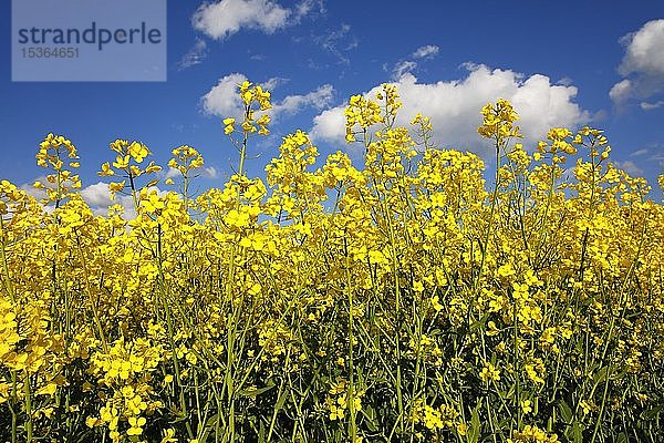 Blühender Raps (Brassica napus)  Feld  blauer Himmel mit Schönwetterwolken  Schleswig-Holstein  Deutschland  Europa