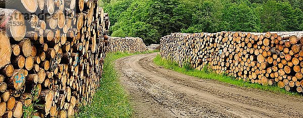 Große Holzstapel an einem Waldweg  gestapelte Baumstämme  Sachsen-Anhalt  Deutschland  Europa