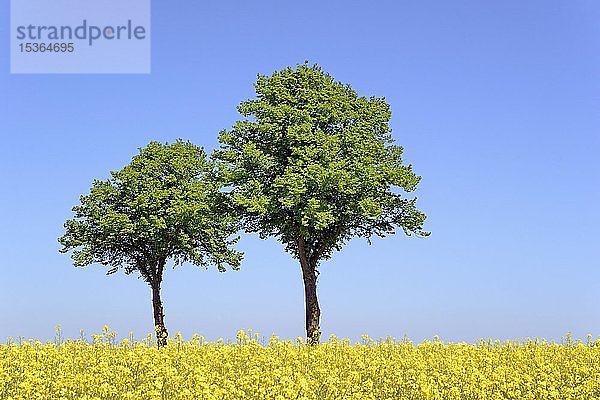 Linden (Tilia)  zwei Bäume hinter einem blühenden Rapsfeld (Brassica napus) unter einem blauen Himmel  Nordrhein-Westfalen  Deutschland  Europa