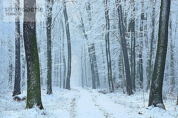Waldweg durch schneebedeckten kahlen Laubwald im Winter  Burgenlandkreis  Sachsen-Anhalt  Deutschland  Europa