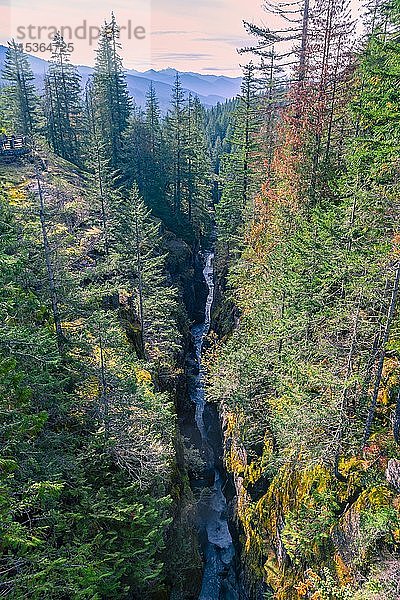 Stevens Canyon  Wildfluss fließt durch tiefe Schlucht  Mount Rainier National Park  Washington  USA  Nordamerika