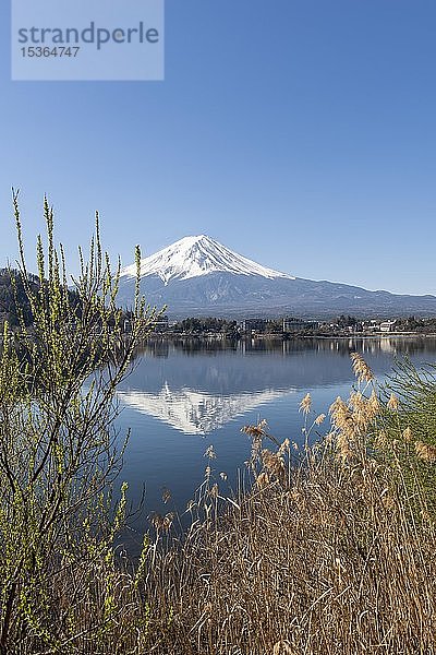 Seeufer mit Schilf  Kawaguchi-See  hinterer Vulkan Mt. Fuji  Präfektur Yamanashi  Japan  Asien