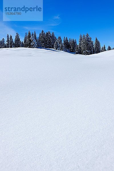 Schneebedeckte  unberührte Winterlandschaft mit schneebedeckten Tannen  strahlender Sonnenschein mit blauem Himmel  Oberjochpass  Oberjoch  Allgäu  Bayern  Deutschland  Europa
