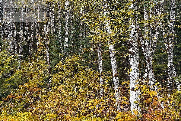 Herbstlich gefärbte Sträucher im Birkenwald  gemäßigter Regenwald  Mt. Baker-Snoqualmie National Forest  Washington  USA  Nordamerika