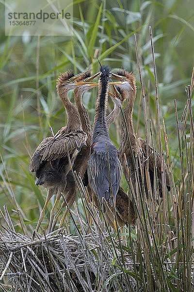 Purpurreiher (Ardea purpurea)  Jungvögel betteln Altvogel um Futter an  Rheinauen  Baden-Württemberg  Deutschland  Europa