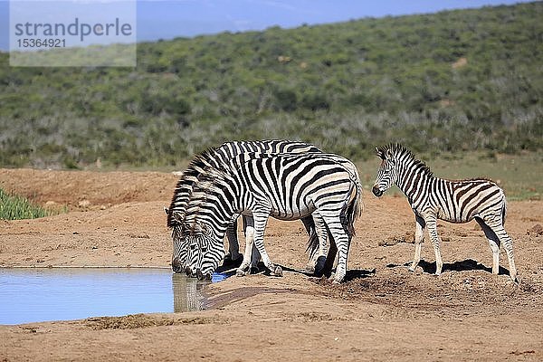 Burchell's Zebras (Equus quagga burchelli)  erwachsen  Tiergruppe mit Jungtier beim Trinken am Wasserloch  Addo Elephant National Park  Ostkap  Südafrika  Afrika