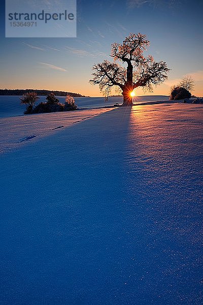 Winterlandschaft mit einsamer Eiche (Quercus) bei Sonnenuntergang  funkelnde Schneekristalle  östliches Harzvorland  bei Harzgerode  Sachsen-Anhalt  Deutschland  Europa