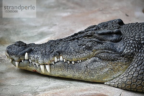 Salzwasserkrokodil (Crocodylus porosus)  Tierporträt  in Gefangenschaft  Deutschland  Europa