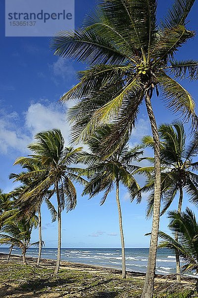 Kokosnusspalmen am Strand bei Uvero Alto  Punta Cana  Karibik  Dominikanische Republik  Mittelamerika