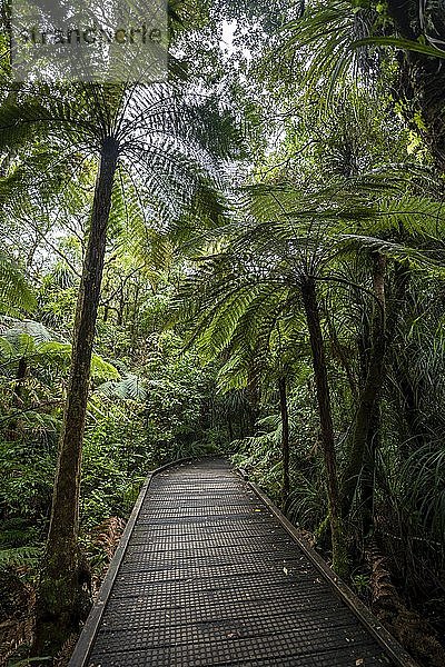 Baumfarne (Cyatheales) neben dem Wanderweg im Kauri Forest  Kauri Walks  Waipoua Forest  Northland  Nordinsel  Neuseeland  Ozeanien